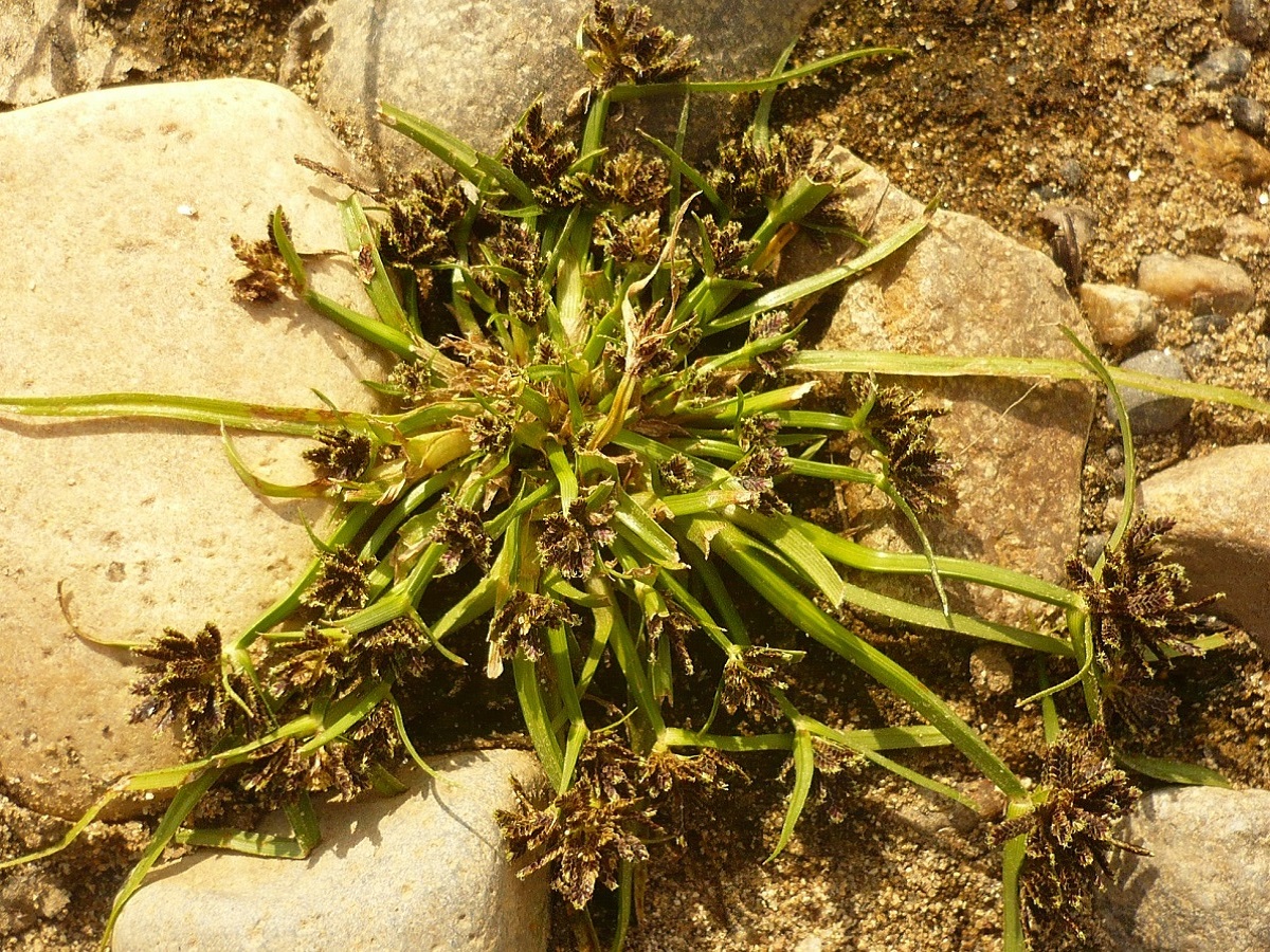 Cyperus fuscus (Cyperaceae)